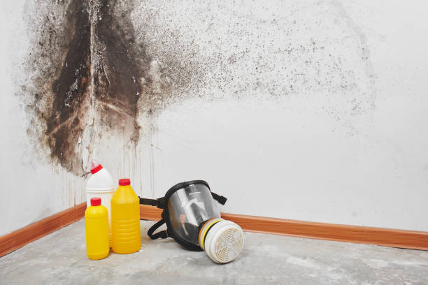 Best Mold Remediation for Schools in Tchula, MS