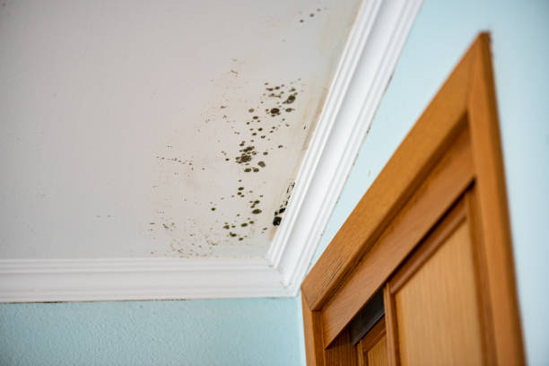 Best Commercial Mold Remediation in Tchula, MS