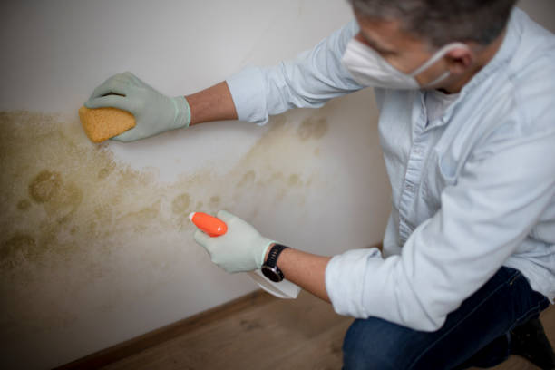 Best Post-Flood Mold Remediation in Tchula, MS