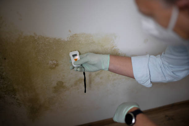 Best Attic Mold Remediation in Tchula, MS