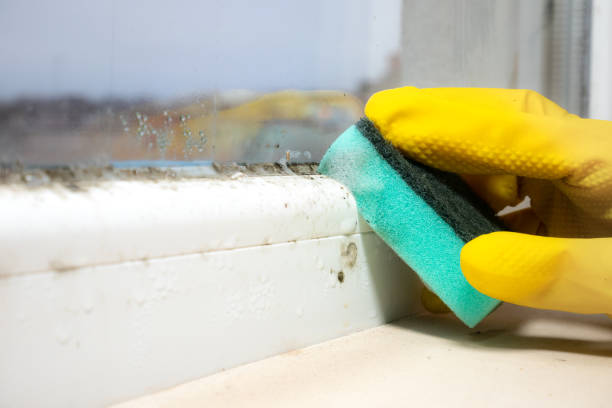 Best Basement Mold Remediation in Tchula, MS