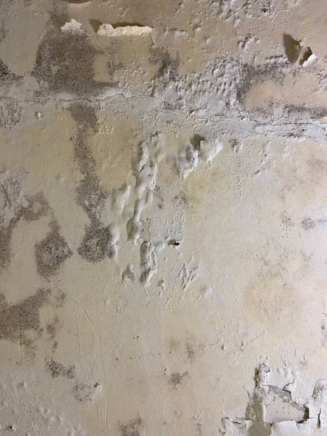 Best Mold Remediation for Schools in Tchula, MS