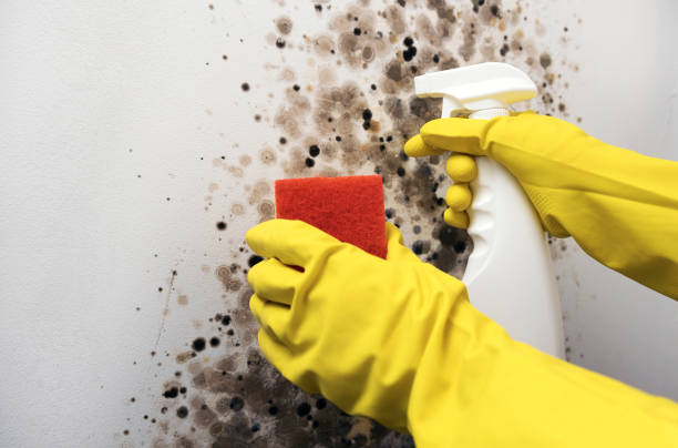 Best Crawl Space Mold Remediation in Tchula, MS