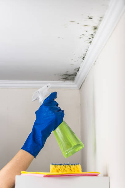 Best Black Mold Remediation in Tchula, MS